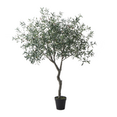 Olivier en pot 240 cm